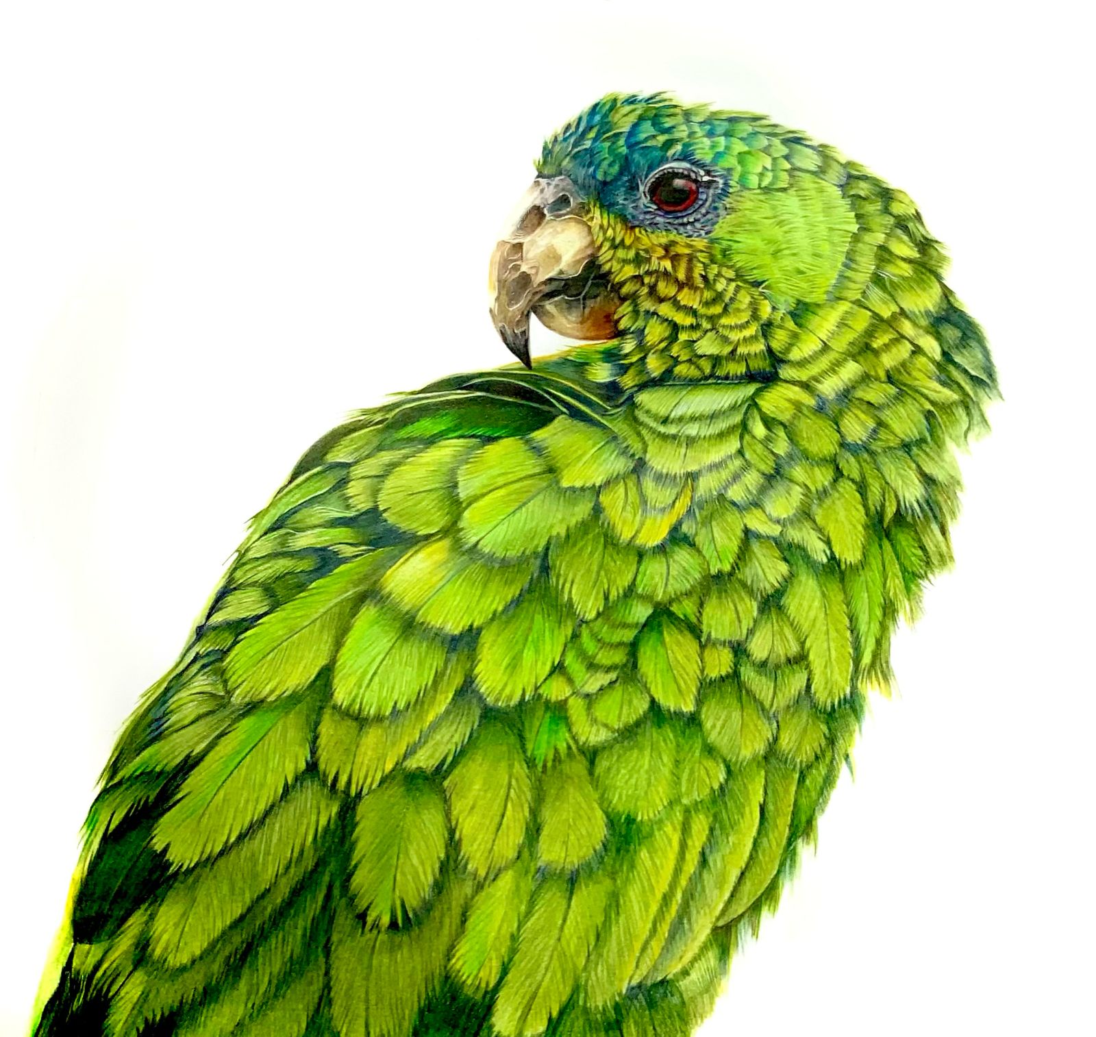 Green parrot